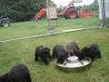 Oak Lane Boarding Kennel image 3