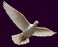 Ontario Dove Releases logo