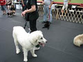 Ottawa Canine School image 1