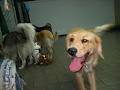 PAWSitively Natural Dog Daycare & Training Academy image 1