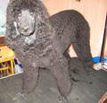 Patterson Pet Grooming and Training image 1