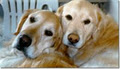 Pawfect Pet care image 2