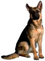 Pawfection K9 logo