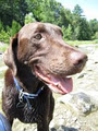 Paws 2 Go Dog Walking & Pet Sitting Services image 3