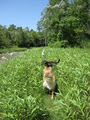 Paws 2 Go Dog Walking & Pet Sitting Services image 5