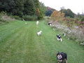 Paws 2 Go Dog Walking & Pet Sitting Services image 6