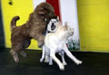 Pawsahead Doggy daycare and Agility image 5