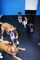 Pawsahead Doggy daycare and Agility image 6