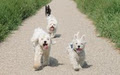 Pawsitive Attitude! "Dog Walking for Smaller Dogs!" logo
