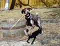 Pawsitive Pooch Dog Training image 1