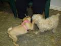 Perfect Pups Private Puppy & Dog Training image 3