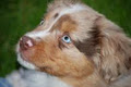 Perfect Pups Private Puppy & Dog Training image 1