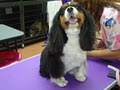 Persey's Pet Grooming and Daycare image 2