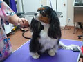 Persey's Pet Grooming and Daycare image 3