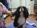 Persey's Pet Grooming and Daycare image 4