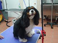 Persey's Pet Grooming and Daycare image 5