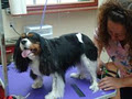 Persey's Pet Grooming and Daycare image 1
