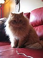 Pet sitting service "CatCare" (Montreal,West Island, Laval, North Shore) image 2