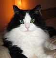 Pet sitting service "CatCare" (Montreal,West Island, Laval, North Shore) image 3