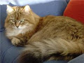 Pet sitting service "CatCare" (Montreal,West Island, Laval, North Shore) image 1