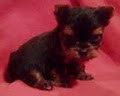 Pizzazz Pups Yorkies image 2