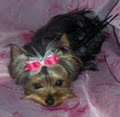 Pizzazz Pups Yorkies image 3