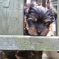 Pizzazz Pups Yorkies image 4
