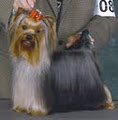 Pizzazz Pups Yorkies image 1