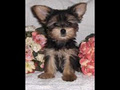 Pizzazz Pups image 2