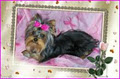 Pizzazz Pups image 5