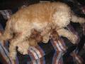 Portia's Goldendoodles image 6