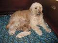 Portia's Goldendoodles image 1