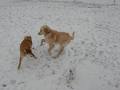 Prairie Dog Kennels image 3