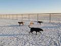 Prairie Dog Kennels image 4