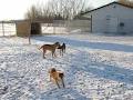 Prairie Dog Kennels image 5