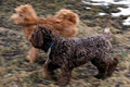 Prarie Doodles Labradoodles image 5