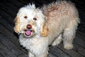 Prarie Doodles Labradoodles image 1