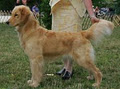 Prettyriver Goldens image 2
