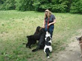 Puppy Dog Trails image 2