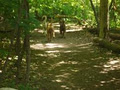 Puppy Dog Trails image 3