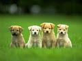 Puppy Pals! Dog Walking Service. image 1