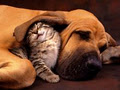 Purrs & Paws Pet Services image 1