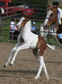 Rafter Diamond K Livestock logo