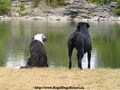 Regal Dogs Resort image 3