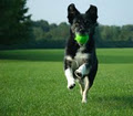Richmond Hill Dog Walking & Pet Services image 2