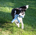 Richmond Hill Dog Walking & Pet Services image 3