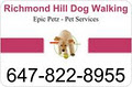 Richmond Hill Dog Walking & Pet Services image 6
