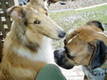 Ruff-in-it Canine Resort image 4