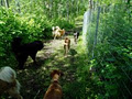 Ruff-in-it Canine Resort image 6