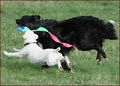 Salishan Boarding Kennel image 2